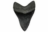Serrated, Fossil Megalodon Tooth - South Carolina #340289-1